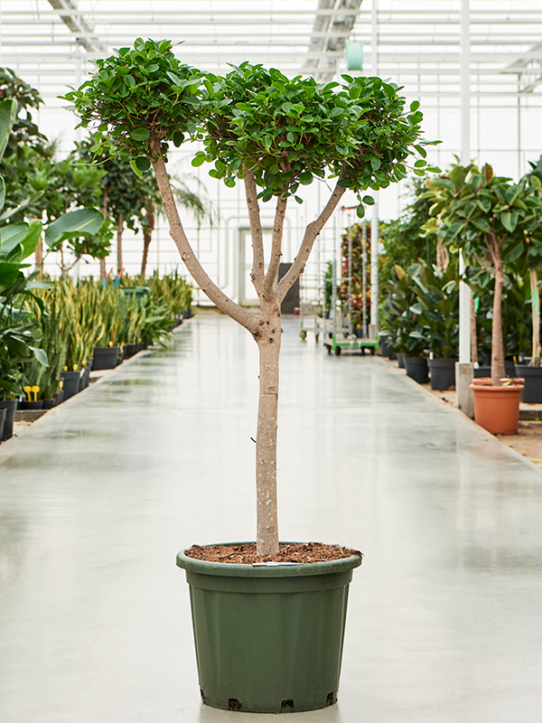 Ficus microcarpa 'Moclame' Branched/Multi crowns - Foto 82675