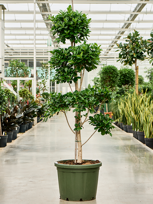 Ficus microcarpa 'Moclame' Branched/Multi crowns - Foto 82676