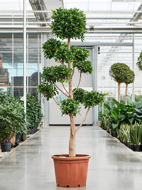 Ficus microcarpa 'Nitida' Branched/Multi crowns - Foto 82684