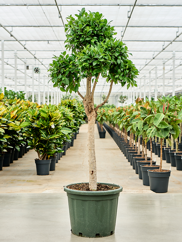 Ficus microcarpa 'Nitida' Branched/Multi crowns - Foto 82685