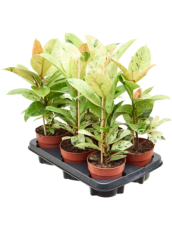 Ficus elastica 'Schrijveriana' 6/tray - Foto 82693