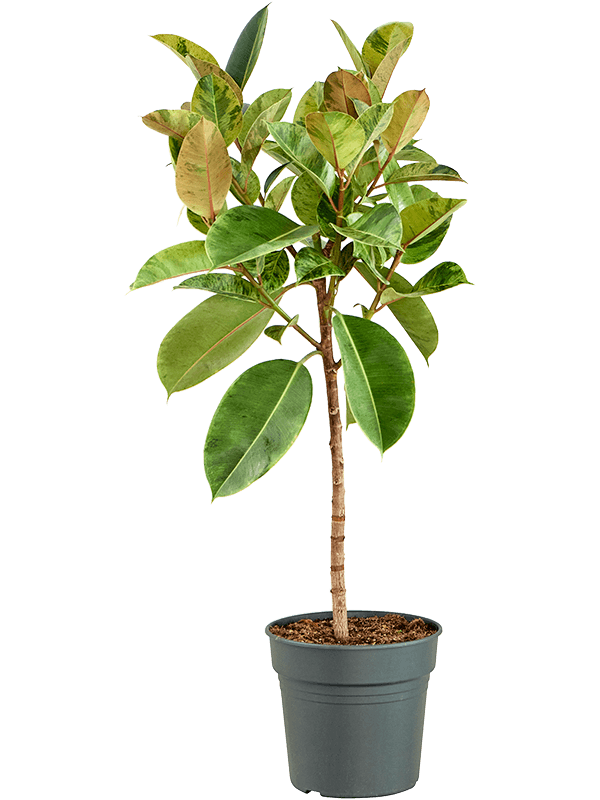 Ficus elastica 'Shivereana Moonshine' Stem - Foto 82694