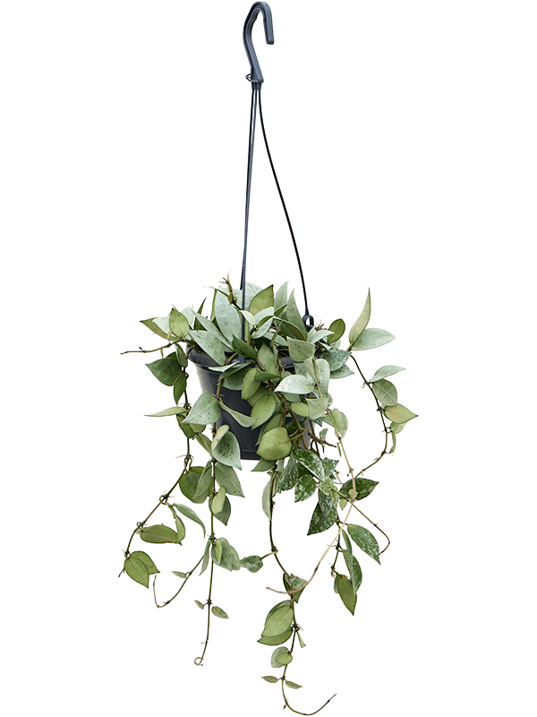 Hoya krohniana 'Eskimo' Hanger - Foto 82710