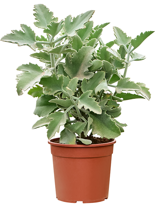 Kalanchoe beharensis 'Oak Leaf' Bush - Foto 82718