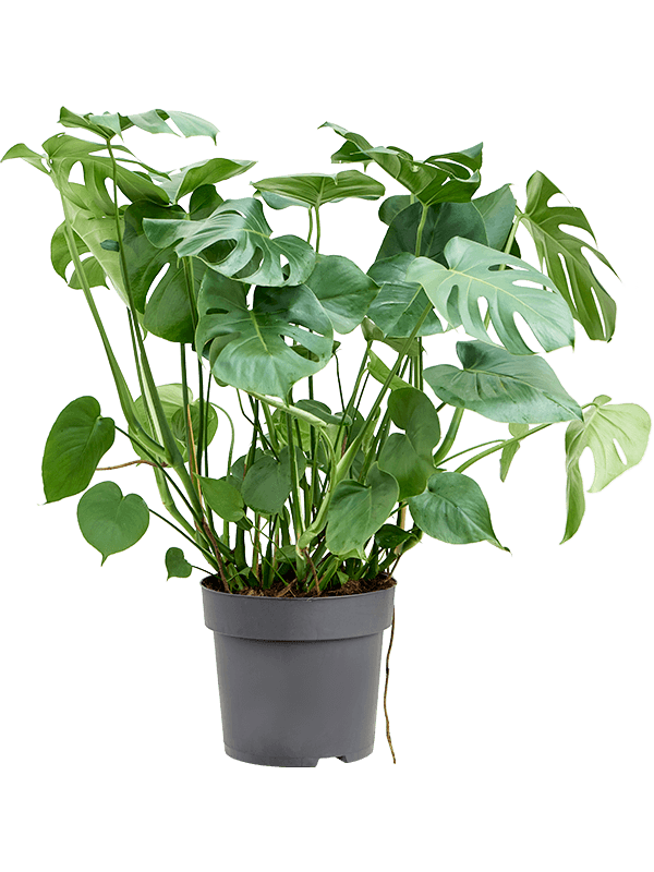 Monstera deliciosa Bush, 41642 - Foto 82742