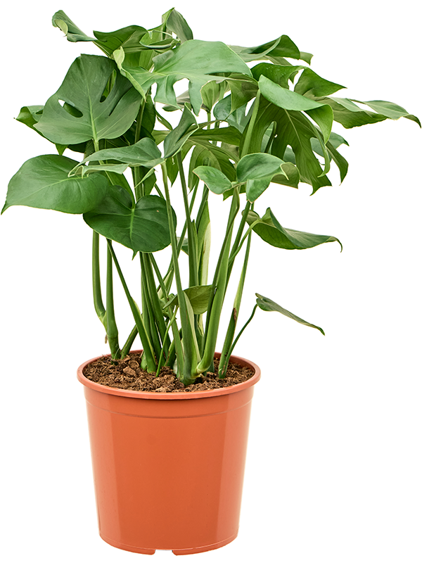 Monstera deliciosa Bush, 41644 - Foto 82744