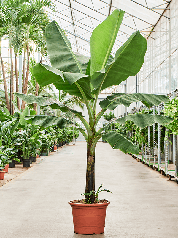 Musa 'Dwarf Cavendish' Stem, 41652 - Foto 82752