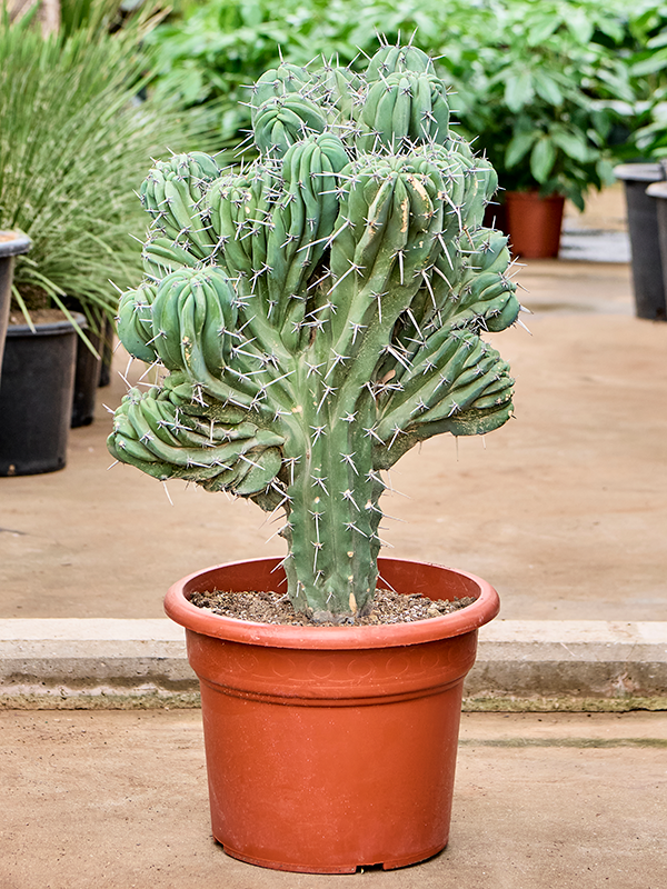 Myrtillocactus geometrizans 'Cristata' Branched - Foto 82754