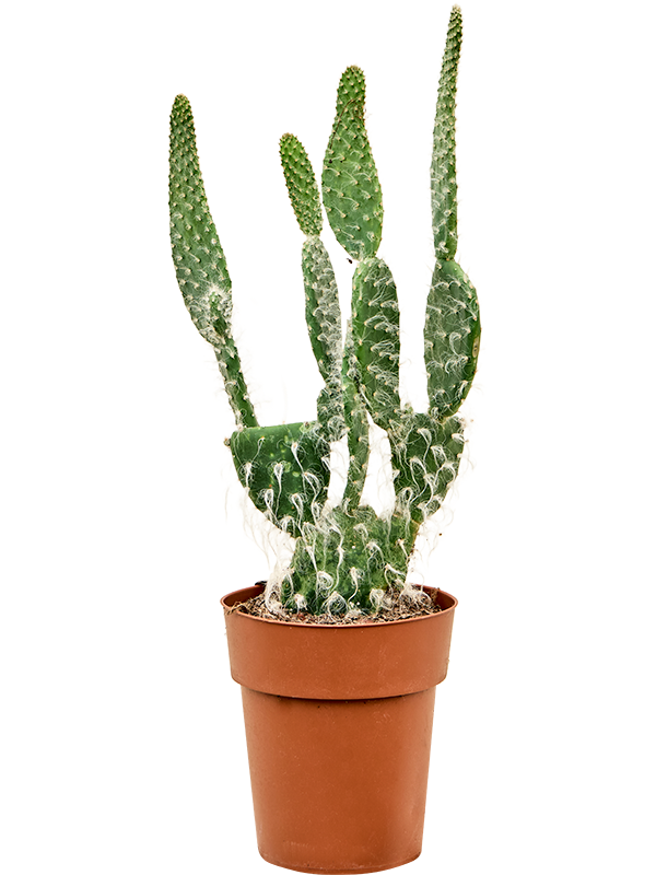 Opuntia erinacea 'Ursine' Branched - Foto 82763