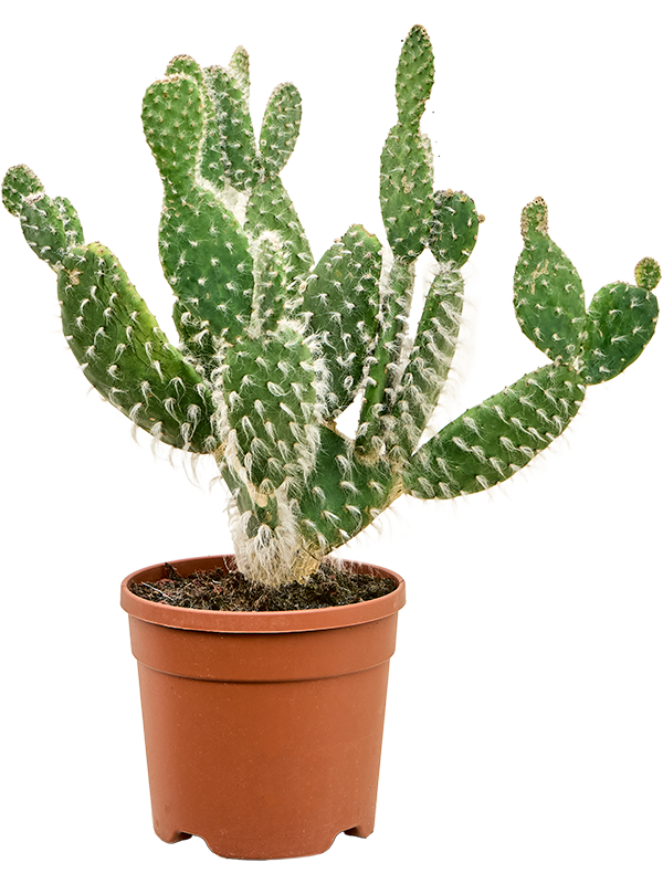 Opuntia erinacea 'Ursine' Branched - Foto 82764