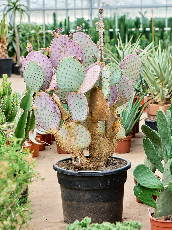 Opuntia santa rita Branched - Foto 82779