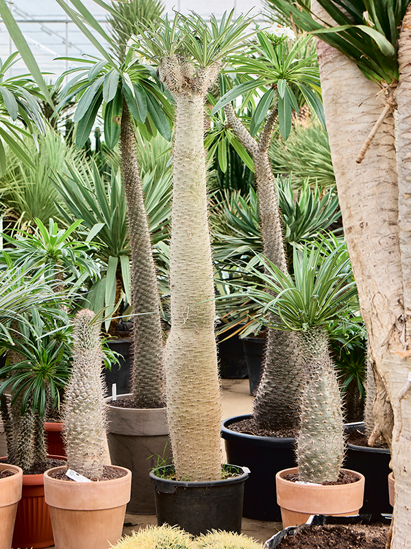 Pachypodium lamerei Branched - Foto 82791