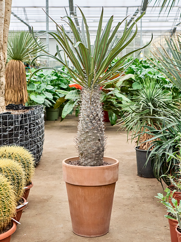 Pachypodium mikea (90-130) Stem - Foto 82797