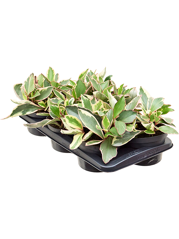 Peperomia obtusifolia 'Ginny' 6/tray Tuft - Foto 82804