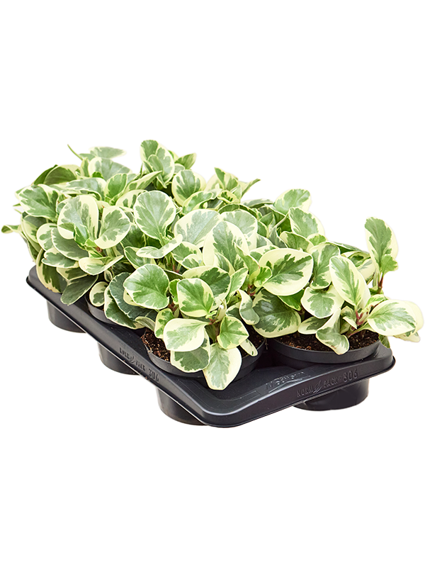 Peperomia obtusifolia 'Golden Gate' 6/tray Tuft, 41706 - Foto 82805