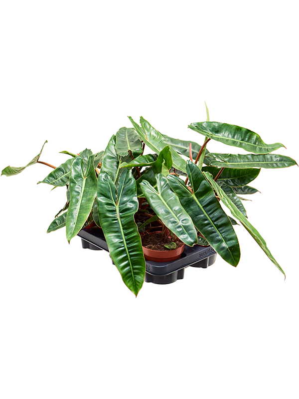 Philodendron 'Billietiae' 6/tray - Foto 82807