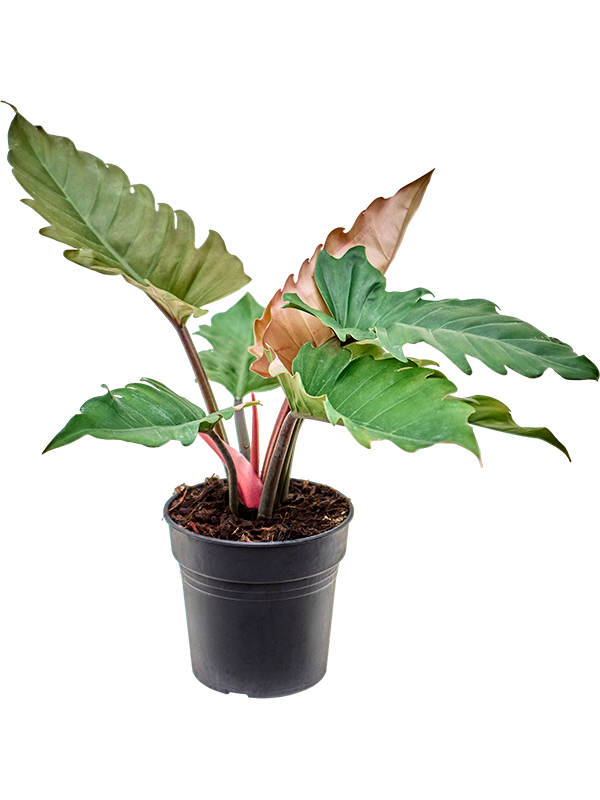 Philodendron 'Caramel' - Foto 82808