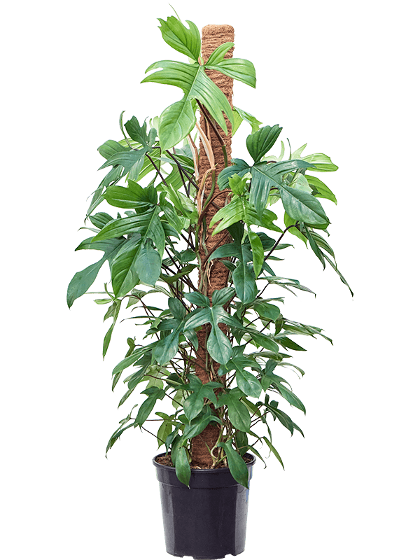 Philodendron 'Florida Beauty' On moss-pole 150 - Foto 82809