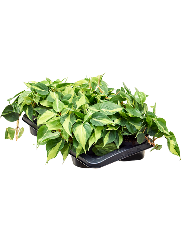 Philodendron scandens 'Brasil' 6/tray Tuft - Foto 82810