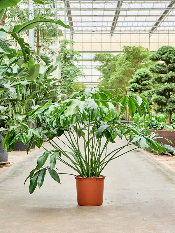 Philodendron 'Green Wonder' Bush - Foto 82812