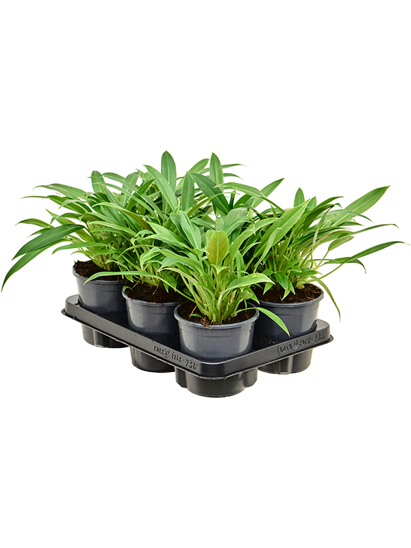 Philodendron 'Little Phil' 6/tray Bush - Foto 82814