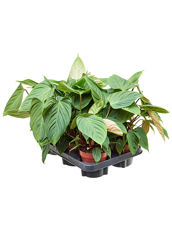 Philodendron nangaritense 6/tray - Foto 82815