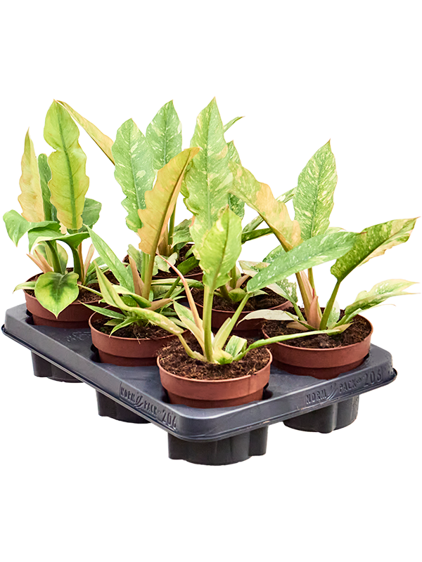 Philodendron 'Ring of Fire' 6/tray - Foto 82820