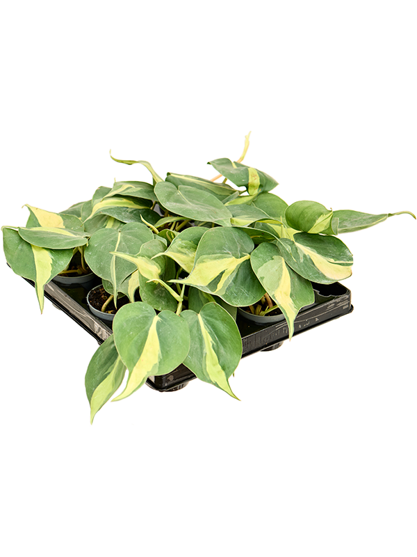 Philodendron scandens 'Brasil' 12/tray - Foto 82825