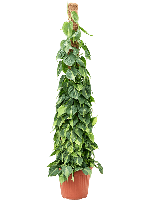 Philodendron scandens 'Brasil' On moss-pole 180 - Foto 82828