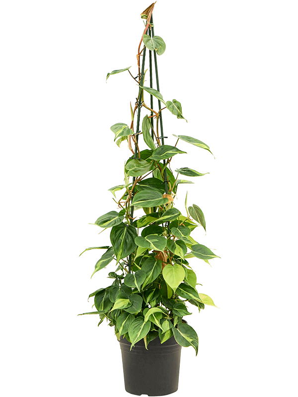 Philodendron scandens 'Brasil' Pyramid - Foto 82829