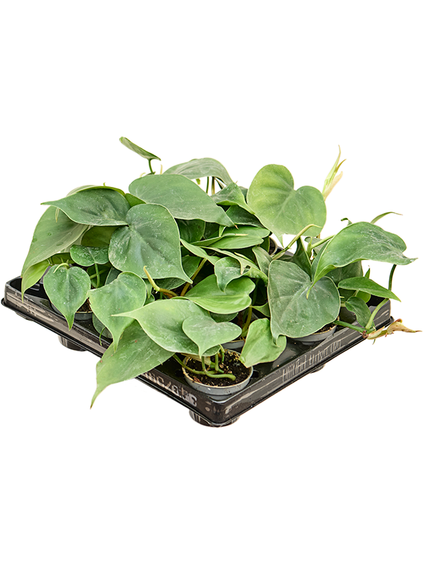 Philodendron scandens 12/tray - Foto 82832