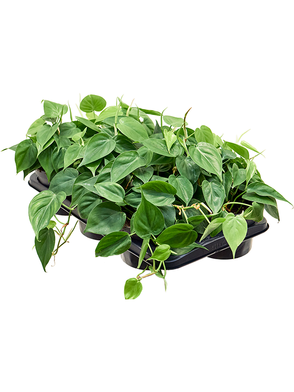 Philodendron scandens 6/tray Tuft - Foto 82833