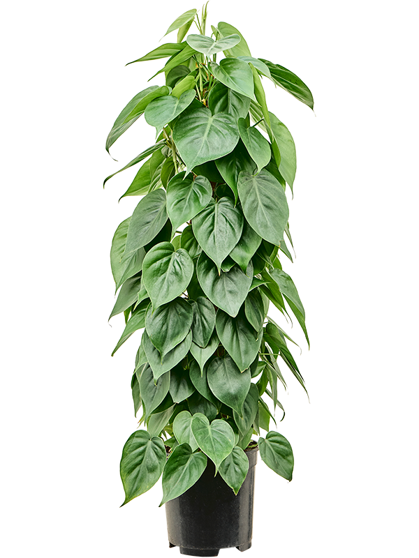 Philodendron scandens On moss-pole 80 - Foto 82834