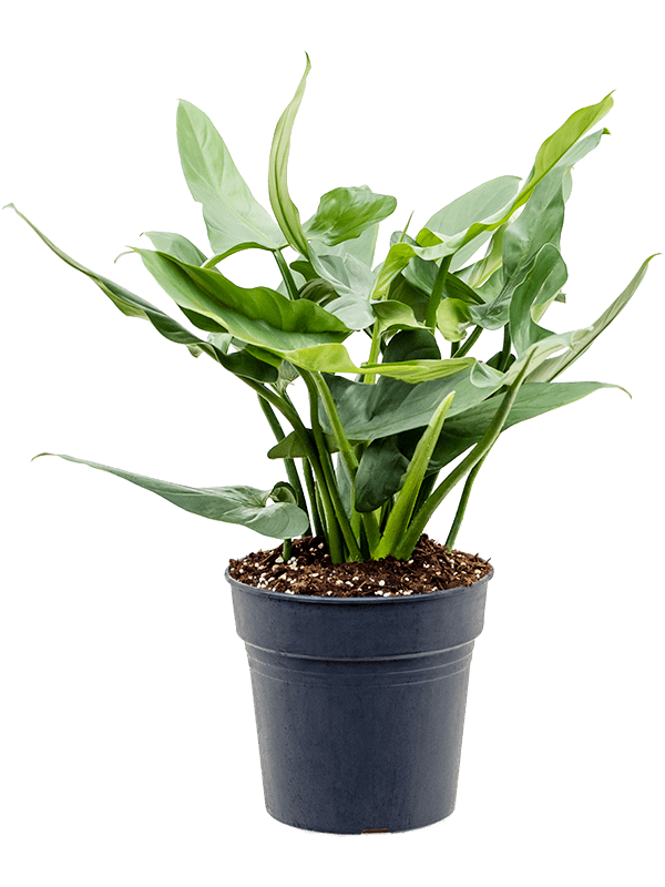 Philodendron 'Silver `Queen' - Foto 82842