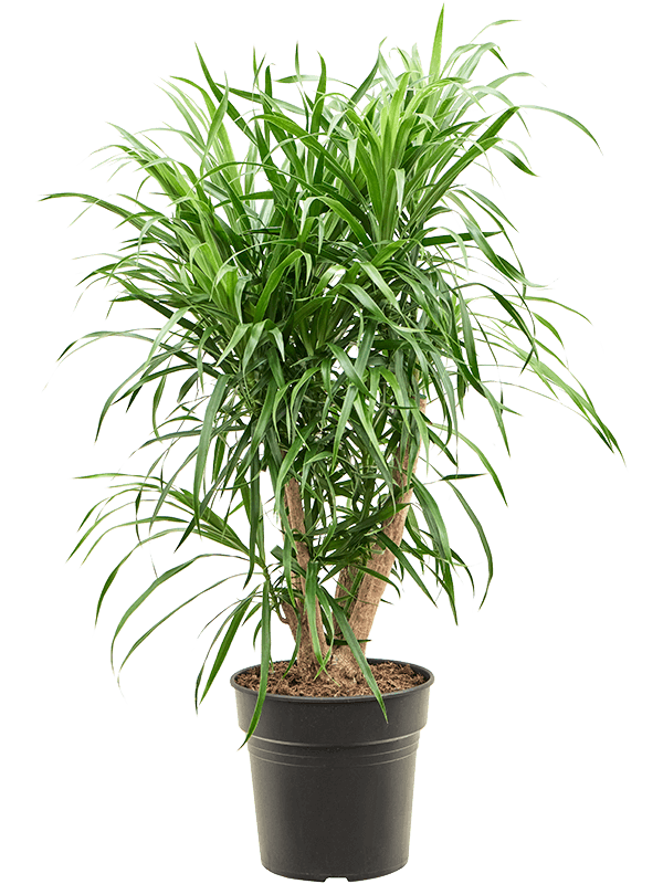 Pleomele (Dracaena) 'Anita Variegata' Branched - Foto 82848