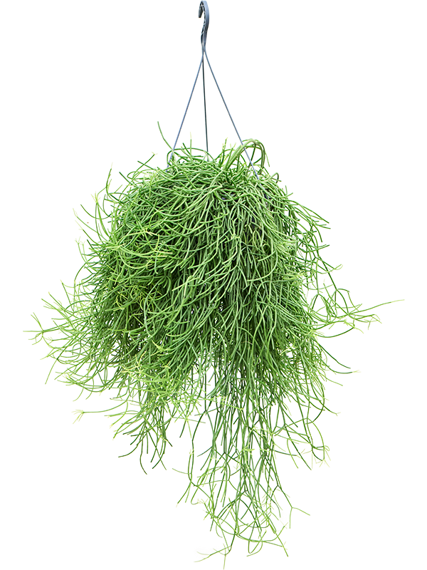 Rhipsalis heteroclada Hanger - Foto 82876