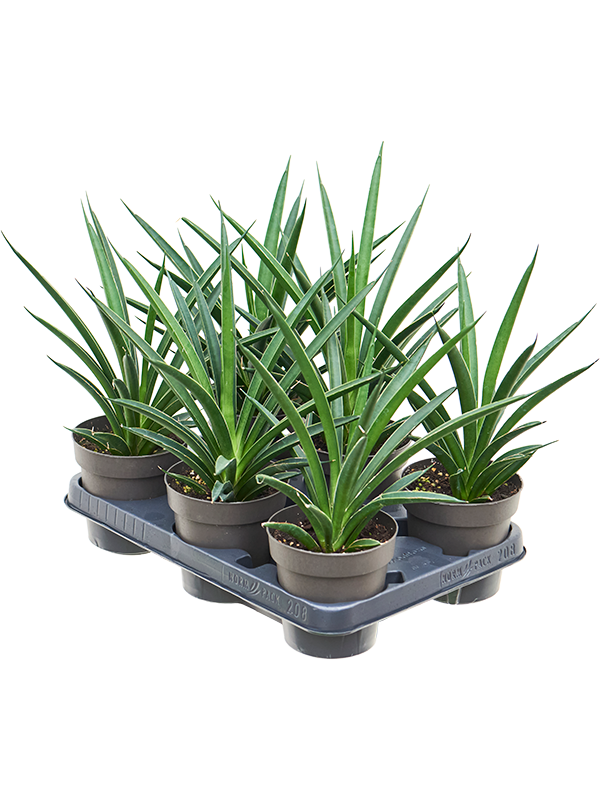 Sansevieria 'Comet Amazon Green' 6/tray - Foto 82879