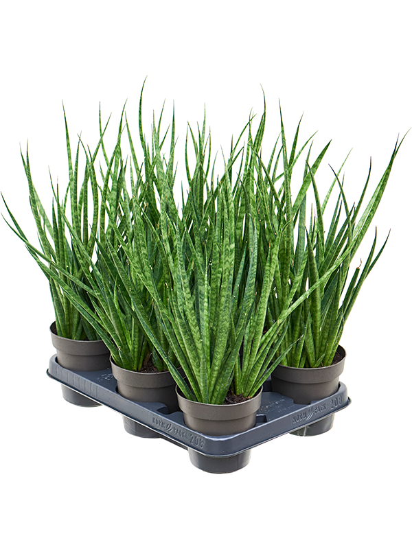 Sansevieria 'Comet Kichaka' 6/tray, 41786 - Foto 82880