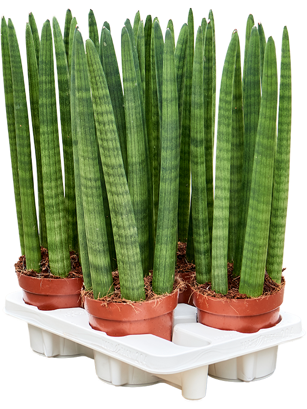 Sansevieria cylindrica 'Straight' 4/tray Tuft - Foto 82881