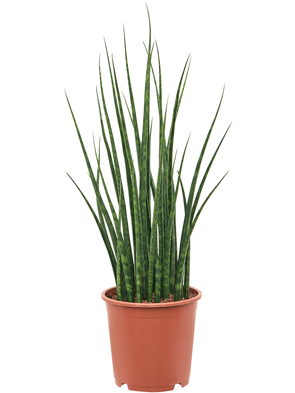 Sansevieria cylindrica 'Fernwood Mikado' Tuft - Foto 82882