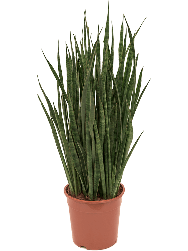 Sansevieria kirkii Tuft, 41789 - Foto 82883