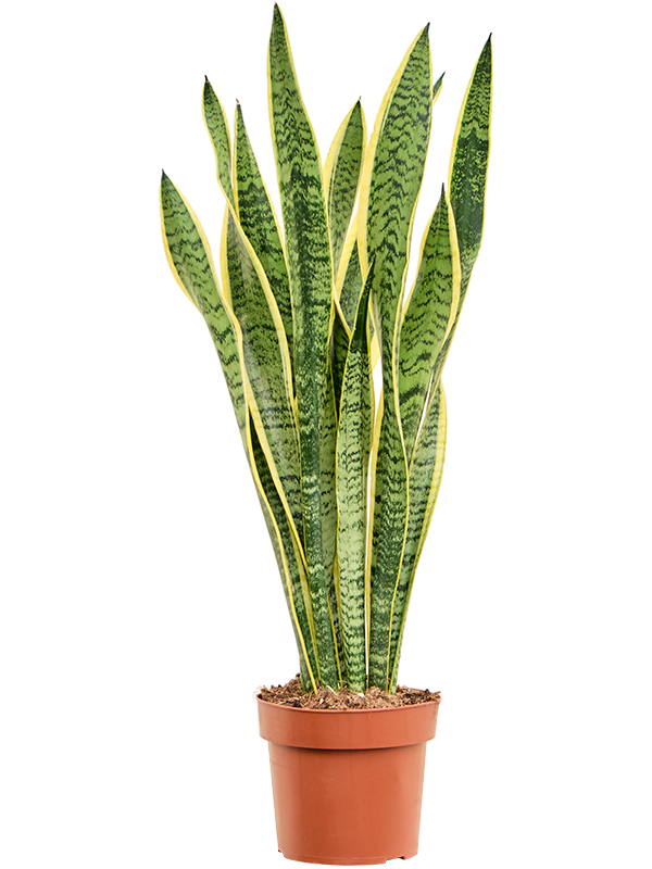 Sansevieria trifasciata 'Laurentii' Tuft - Foto 82884