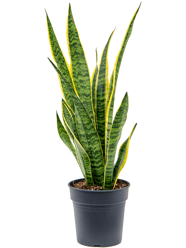 Sansevieria trifasciata 'Laurentii' Tuft - Foto 82885