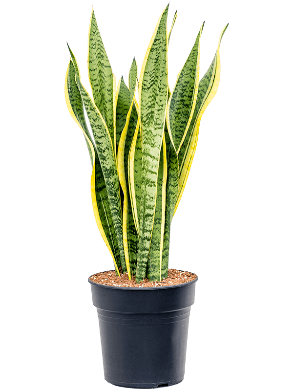 Sansevieria trifasciata 'Laurentii' Tuft - Foto 82886