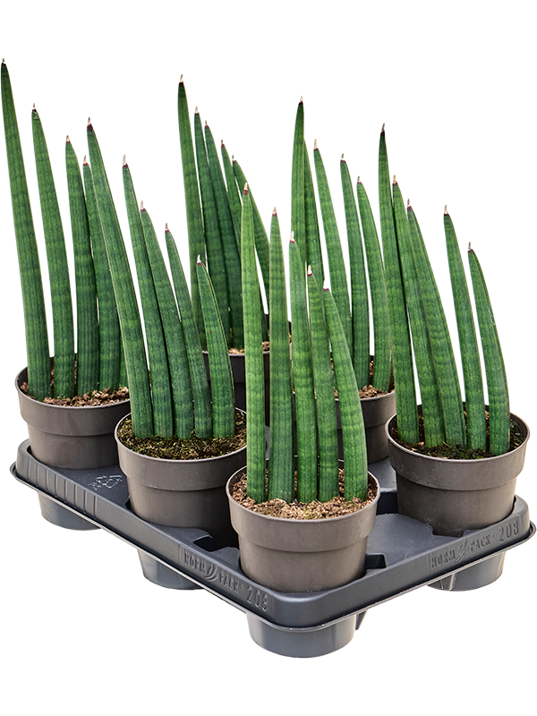 Sansevieria 'Mohawk' 6/tray - Foto 82887