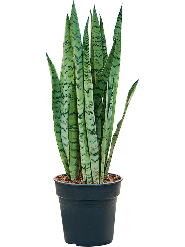 Sansevieria trifasciata 'Silver Mist' Tuft - Foto 82889