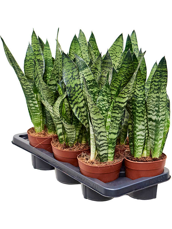 Sansevieria zeylanica 7/tray Tuft - Foto 82891