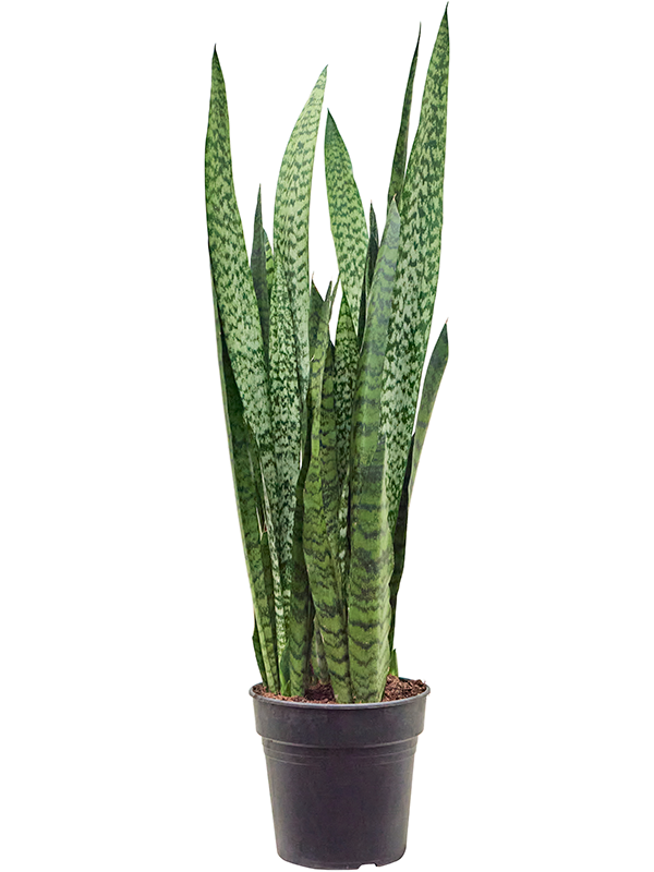 Sansevieria zeylanica Tuft - Foto 82892