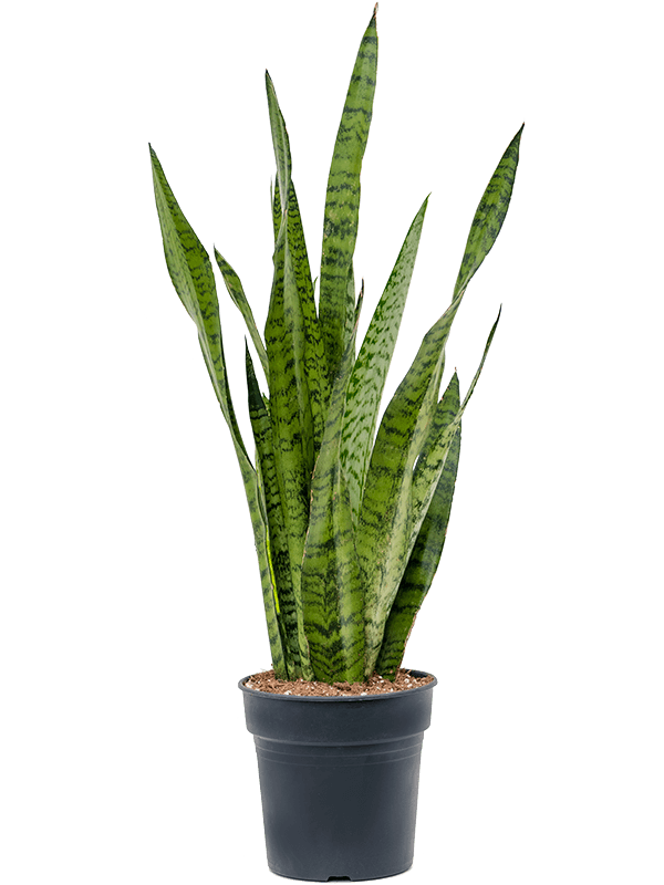 Sansevieria zeylanica Tuft - Foto 82893