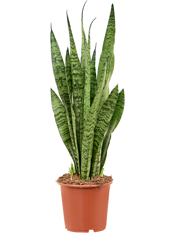 Sansevieria zeylanica - Foto 82894